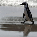 African Penguin (Spheniscus demersus), Seaforth Beach, near Cape Town, South Africa